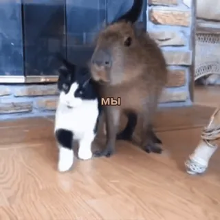 капибарычи :: @fStikBot whatsapp stickers