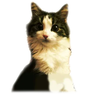 😮 gato, animal, mascota, gatito, animal doméstico whatsapp sticker