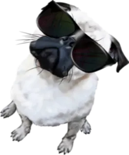 😎 Hund, Mops, Sonnenbrille, Cool, Tier, Haustier telegram sticker