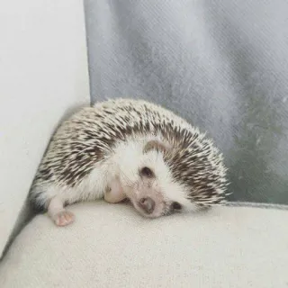 😪 hérisson, animal, mignon, animal de compagnie, paresseux, dormant whatsapp sticker