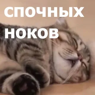 😴 СПОЧНЫХ НОКОВ แมว, มีม, รัสเซีย, สัตว์, ง่วง telegram sticker