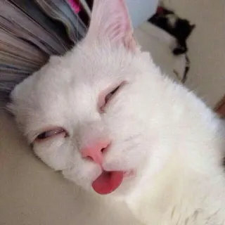 🌚 gato, lengua, animal, blanco, mascota, lindo telegram sticker