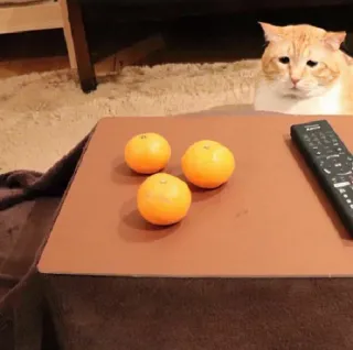 😕 cat, oranges, remote, table, animal, fruit telegram sticker