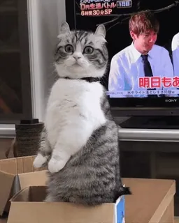 😳 バトル 1日目
6時30分SP
明日もあ
※中ライトとし
BONY cat, animal, pet, domestic cat, box, funny, sitting telegram sticker