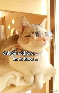 😄 dnt be sad bro... im in here... kucing, kacamata, lucu, hewan peliharaan, binatang, meme telegram sticker