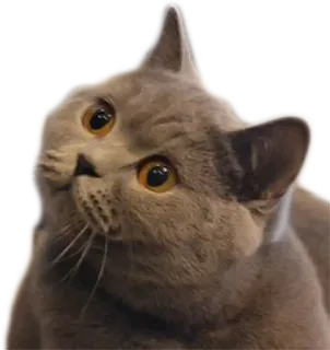 😳 Katze, Tier, süß, Haustier, graue Katze telegram sticker