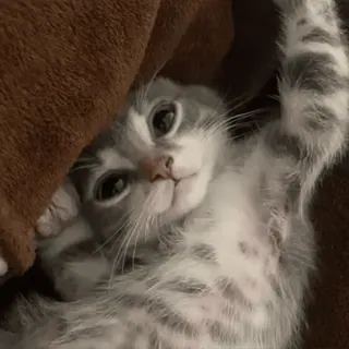 🙃 gatito, gato, lindo, animal, mascota, gris, peludo, juguetón telegram sticker