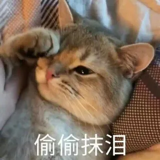 😢 偷偷抹淚 gato, triste, chorando, meme, animal, fofo whatsapp sticker