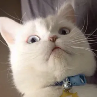 😮 chat, animal de compagnie, animal, chat blanc telegram sticker