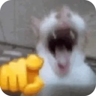 🤣 gatto, urlare, indicare, emoji, meme telegram sticker