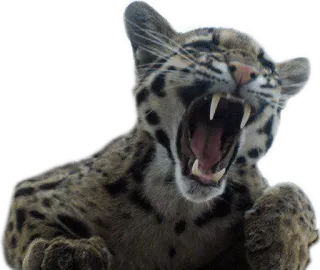 👿 Tier, Leopard, Katze, Wildtier, Raubkatze, Raubtier telegram sticker