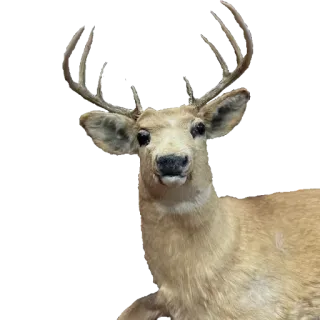 🦌 cerf, animal, mammifère, faune, nature whatsapp sticker