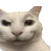 😼