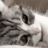😺