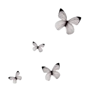 🦋 蝴蝶, 昆虫, 自然, 白蝴蝶, 飞行, 翅膀 telegram sticker