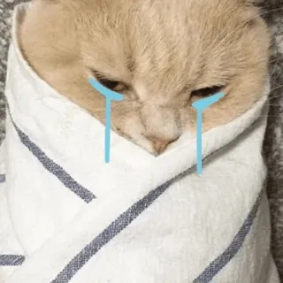 😭 cat, sad, crying, meme, blanket, cute, pet, animal telegram sticker