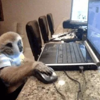 🐵 monyet, komputer, mengetik, hewan, kerja, lucu telegram sticker