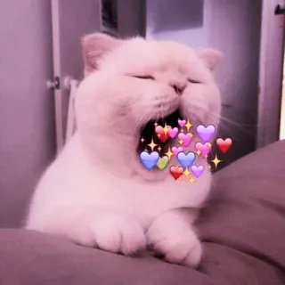 🍑 gato, corações, fofo, animal, adesivo, amor telegram sticker