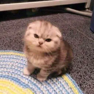 😠 kotek, kot, zwierzę, słodki, koci, zwierzak telegram sticker