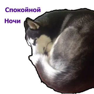 😴 Cute Dog
Husky dog, husky, cute, animal, pet, domestic animal, mammal, sleeping whatsapp sticker