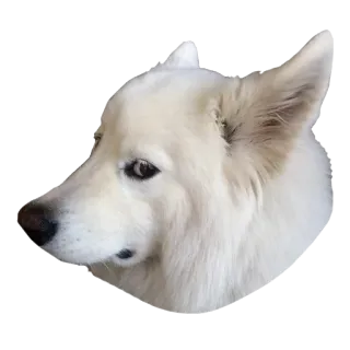 😶 犬, 白い犬, 動物, ペット, ポートレート, 哺乳類 telegram sticker