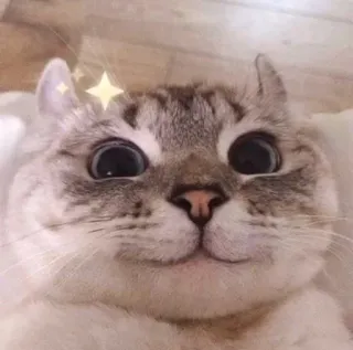 ☺️ cat, cute, animal, pet, kitten, feline whatsapp sticker
