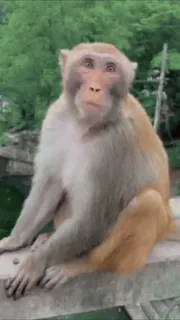😅 monkey, animal, wildlife, primate, nature, mammal telegram sticker
