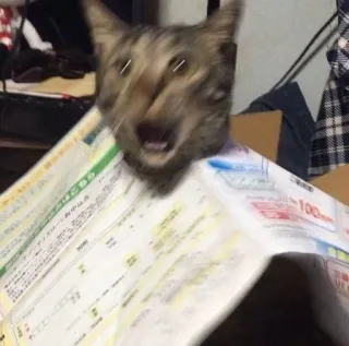 🤯 cat, shocked, animal, feline, paper telegram sticker