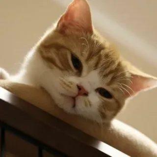 😣 cat, pet, animal, feline, domestic cat, orange tabby telegram sticker