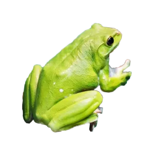 🐸 カエル, 緑, 動物, 両生類, 自然, 野生動物 telegram sticker