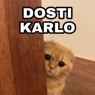 🍁 DOSTI KARLO Katze, süß, Tier, Haustier, lustig, Meme telegram sticker