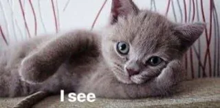 🤔 I see chat, chaton, drôle, mème, mignon telegram sticker