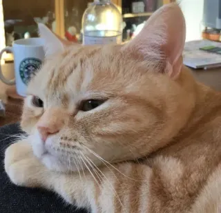😑 gato, gato naranja, mascota, gato doméstico, animal telegram sticker