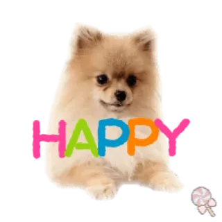 🐶 HAPPY собака, счастливый, померанский шпиц, милый, домашнее животное, животное telegram sticker