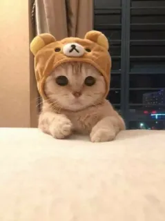 🙃 cat, animal, kitten, pet, cute, bear hat telegram sticker