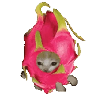 🐈 кот, драконий фрукт, милый, животное, мем, смешной telegram sticker