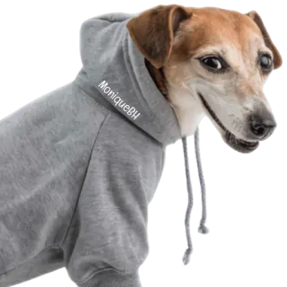 😀 MoniqueBH pies, bluza z kapturem, zwierzę domowe, zwierzę, odzież, moniquebh whatsapp sticker