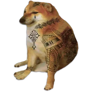 🕶 doge, หมา, ชีมส์, รอยสัก, มีม, ตลก, มีมอินเทอร์เน็ต whatsapp sticker