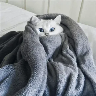 🌝 gato, cobertor, fofo, animal, animal de estimação, aconchegante whatsapp sticker