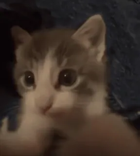 🌬 猫, 小猫, 宠物, 动物, 可爱, 家猫 telegram sticker