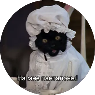 🙄 На мне панталоны! 猫, ズボン, ドレス, ミーム, 面白い, 黒猫 telegram sticker