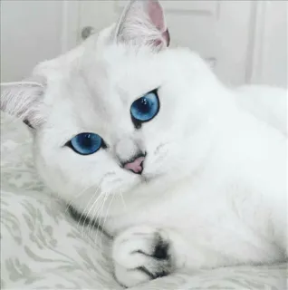 🌝 gato, gato branco, olhos azuis, animal de estimação, animal, fofo whatsapp sticker