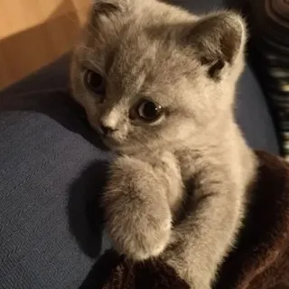 🪐 kitten, cat, animal, cute, pet, domestic animal, grey cat telegram sticker