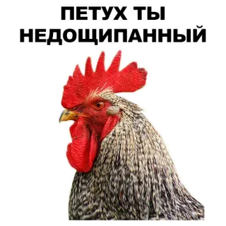 🖕 ПЕТУХ ТЫ НЕДОЩИПАННЫЙ Beleidigung, Huhn, beleidigend, russisch telegram sticker