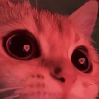 😍 chat, animal, animal de compagnie, lumière rouge, gros plan whatsapp sticker