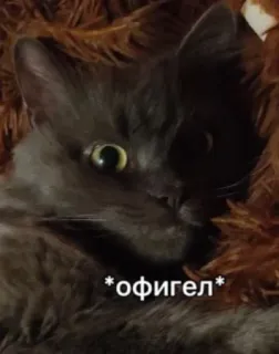 🗿 офигел gato, ruso, impactado, sorprendido, animal telegram sticker