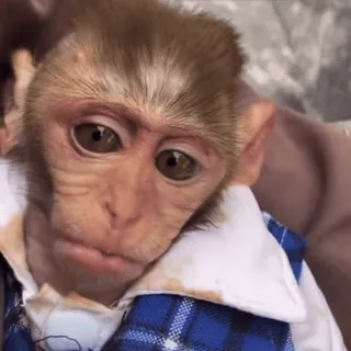 😃 macaco, animal, fofo, mamífero, retrato, vida selvagem, olhos, natureza whatsapp sticker