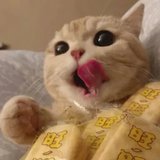 😺 gato, fofo, lambendo, lanche, faminto whatsapp sticker