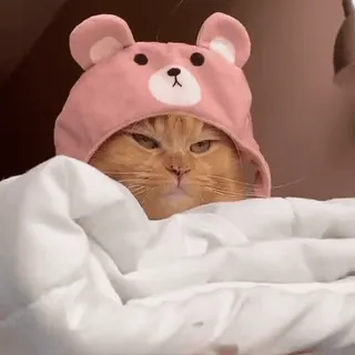 😑 cat, cute, animal, pet, bear hat, adorable whatsapp sticker