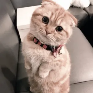🖇 gato, gatito, lindo, mascota, animal, gato doméstico whatsapp sticker